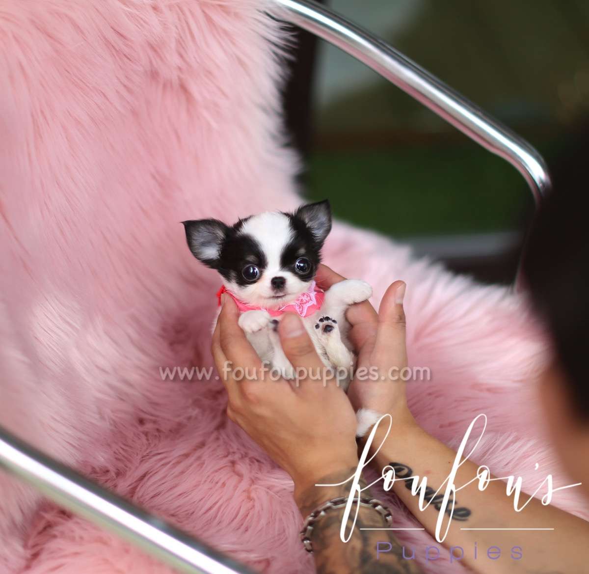 Stewart - Chihuahua M.