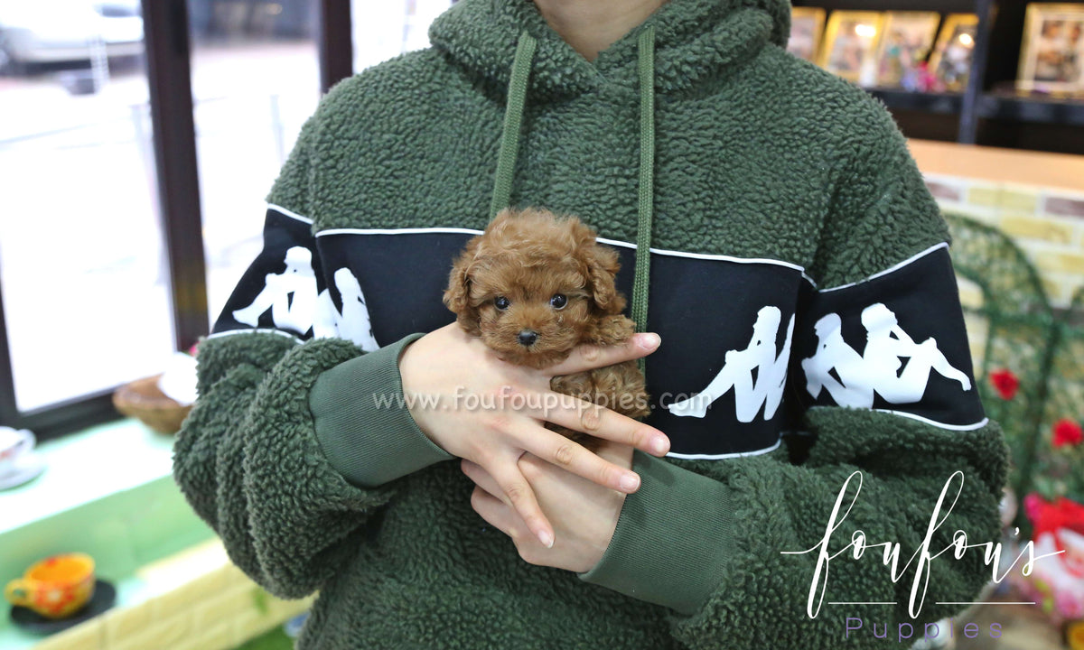 Astro - Poodle M.