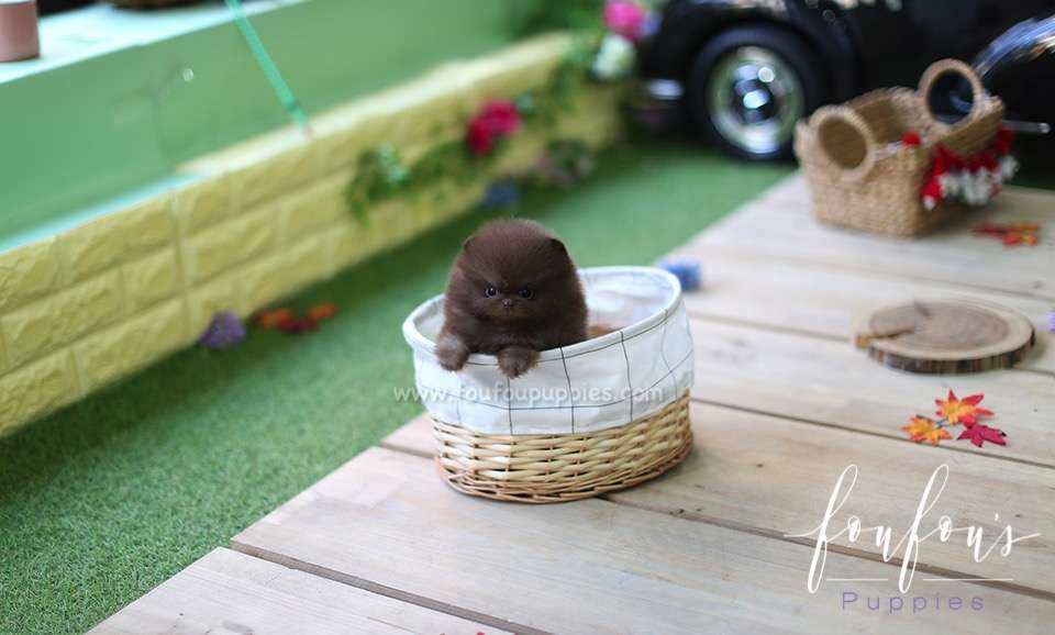 Dream - Pomeranian M.