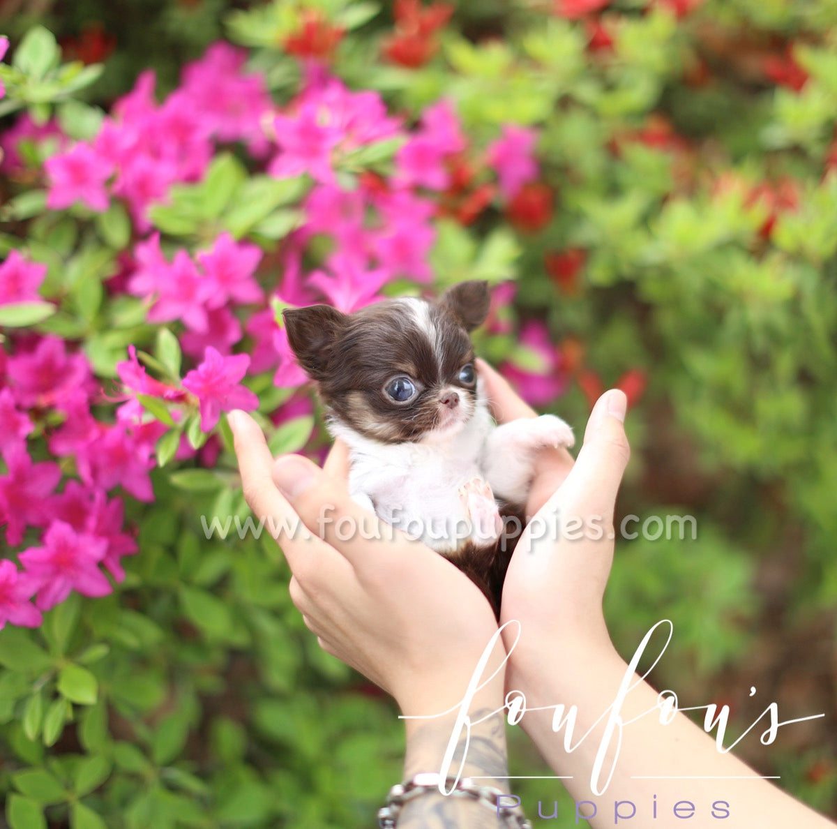 Pablo - Chihuahua M.