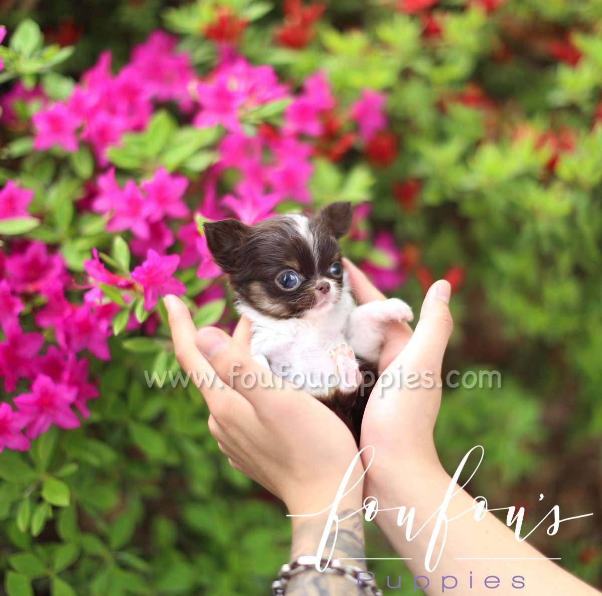 Pablo - Chihuahua M.