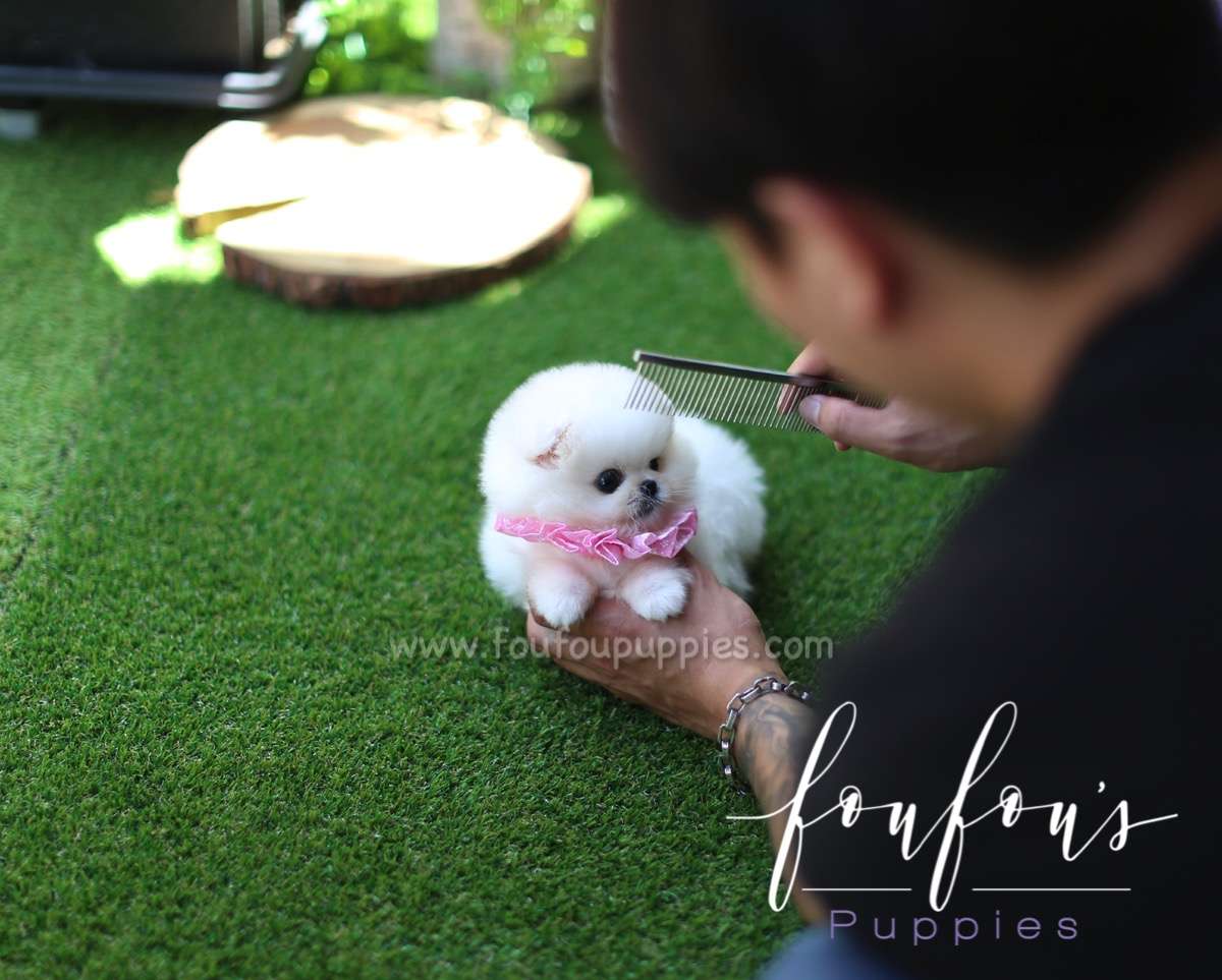 Barney - Pomeranian M.
