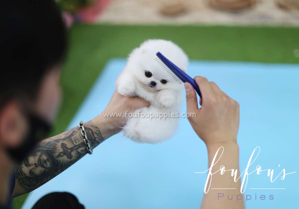 Kissme - Pomeranian F.