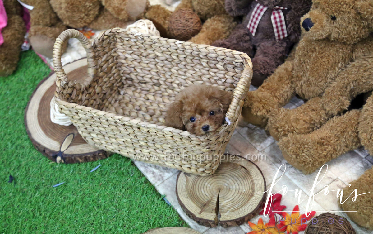 Dolly - Poodle F.
