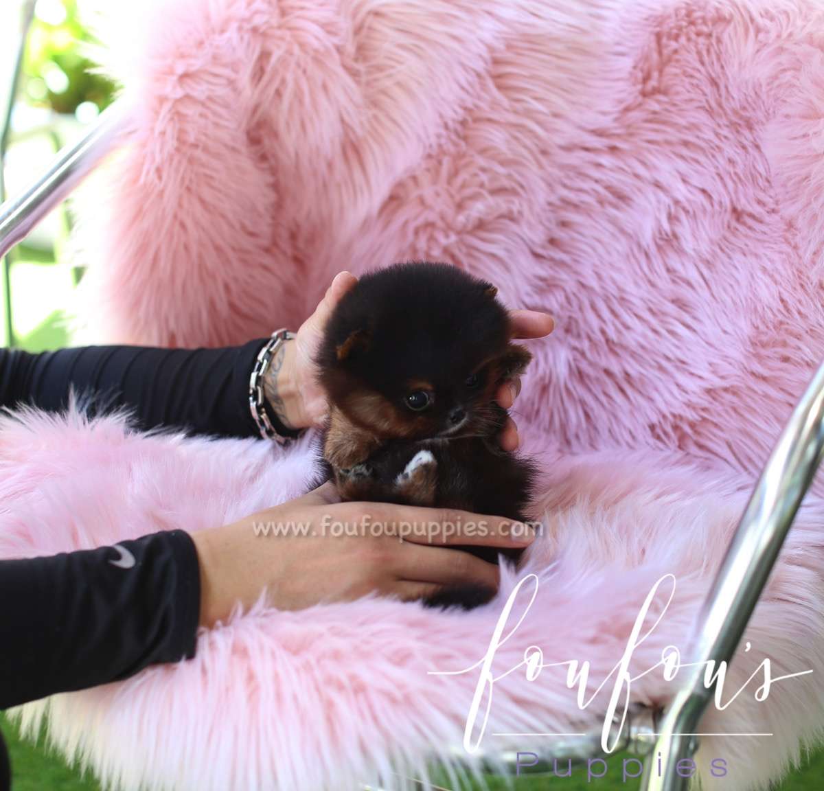 Mufasa - Pomeranian M.