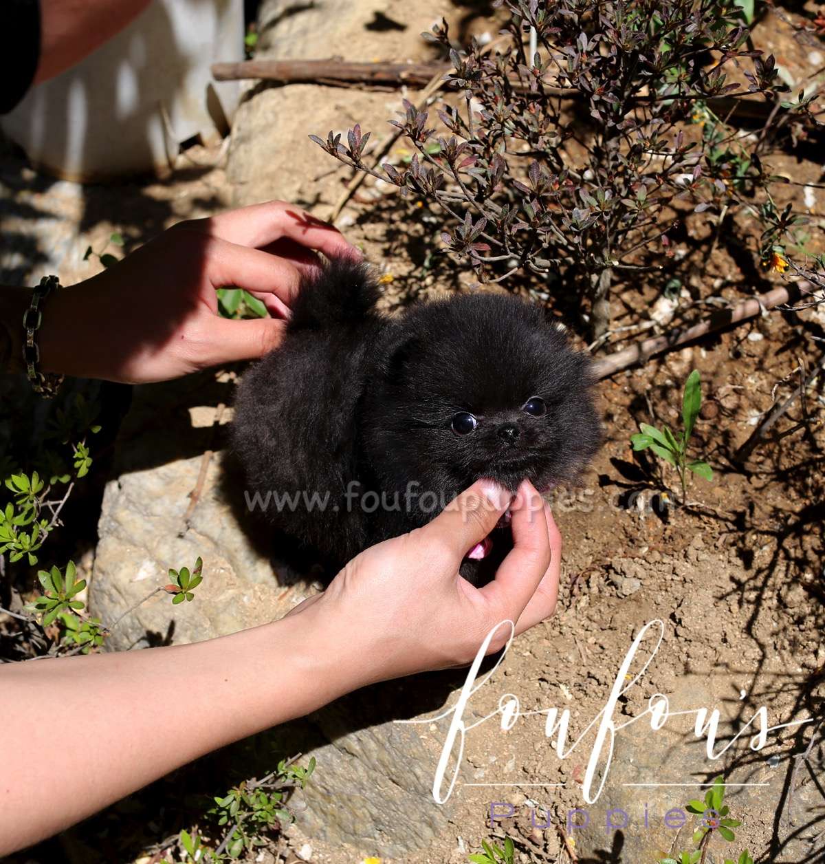 Amaya - Pomeranian F.