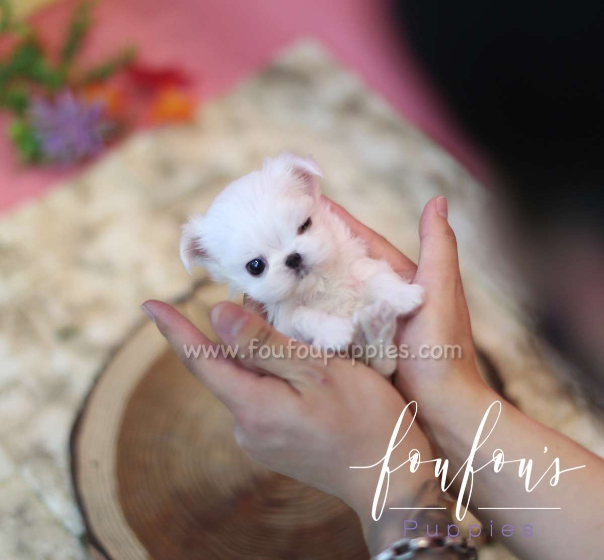Snoopy - Maltese M.