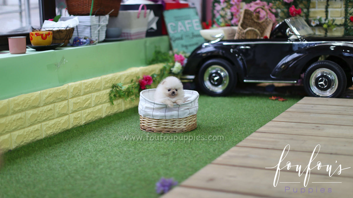 Hermēs - Pomeranian M.
