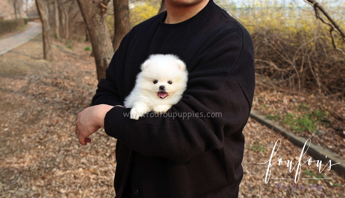 Barney - Pomeranian M.