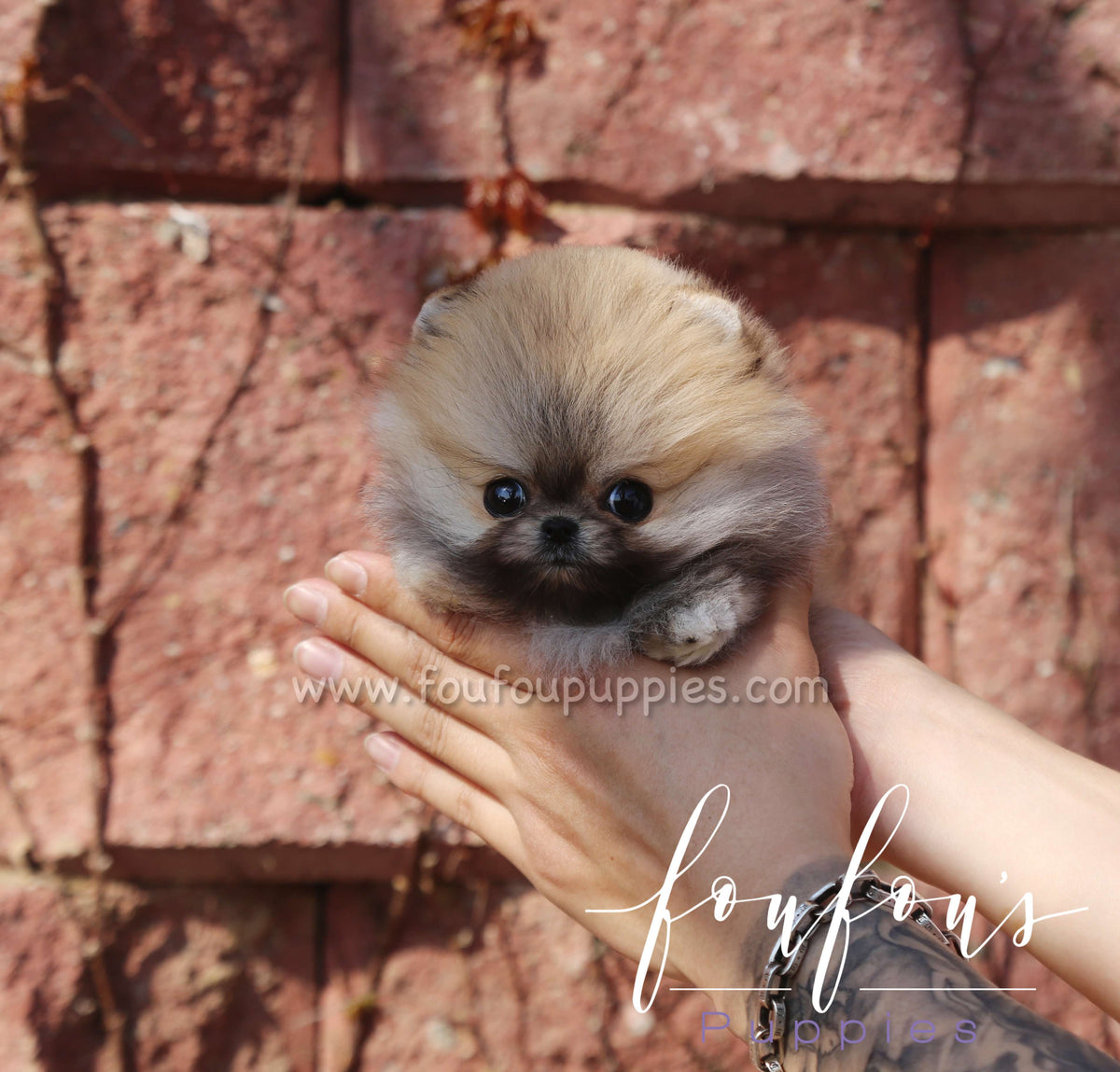 Muffin - Pomeranian M.