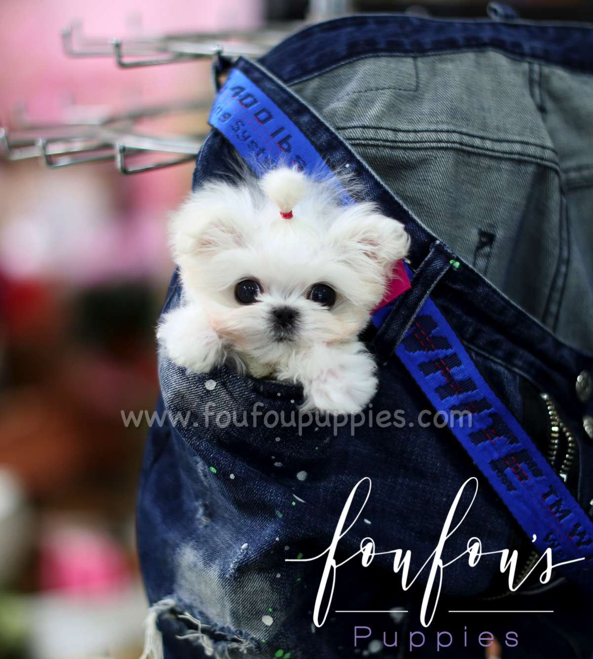 Stewie - Maltese M.