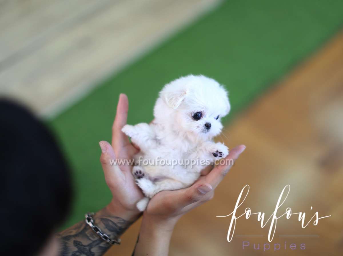 Benji - Maltese M.