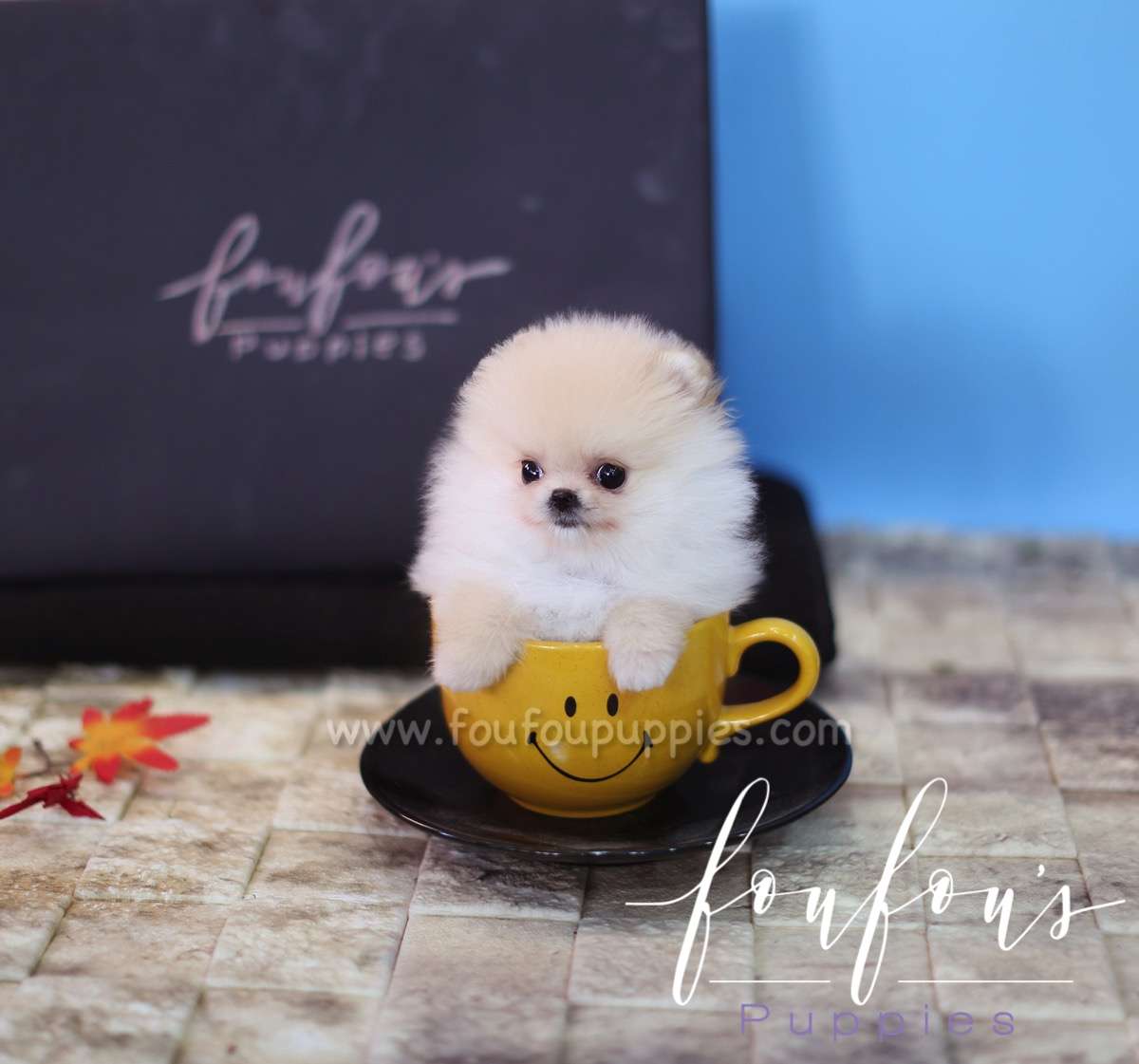 Pixie - Pomeranian F.