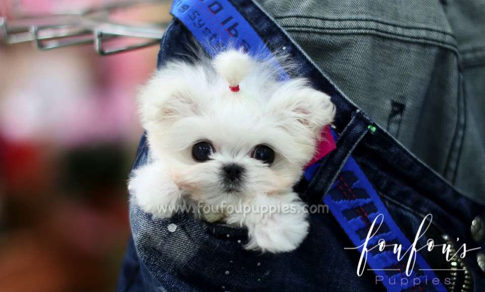 Stewie - Maltese M.