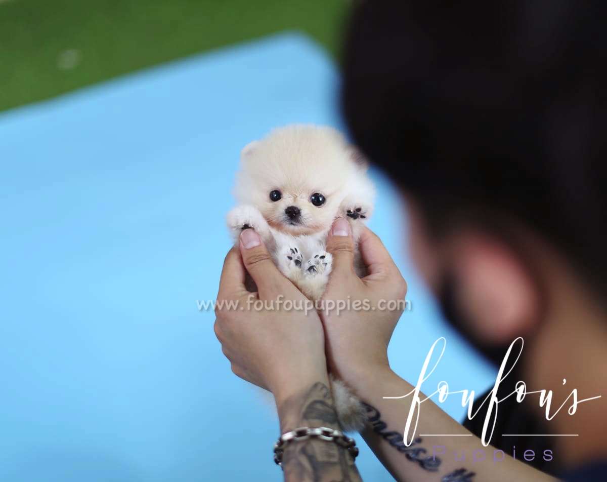 Simba - Pomeranian M.