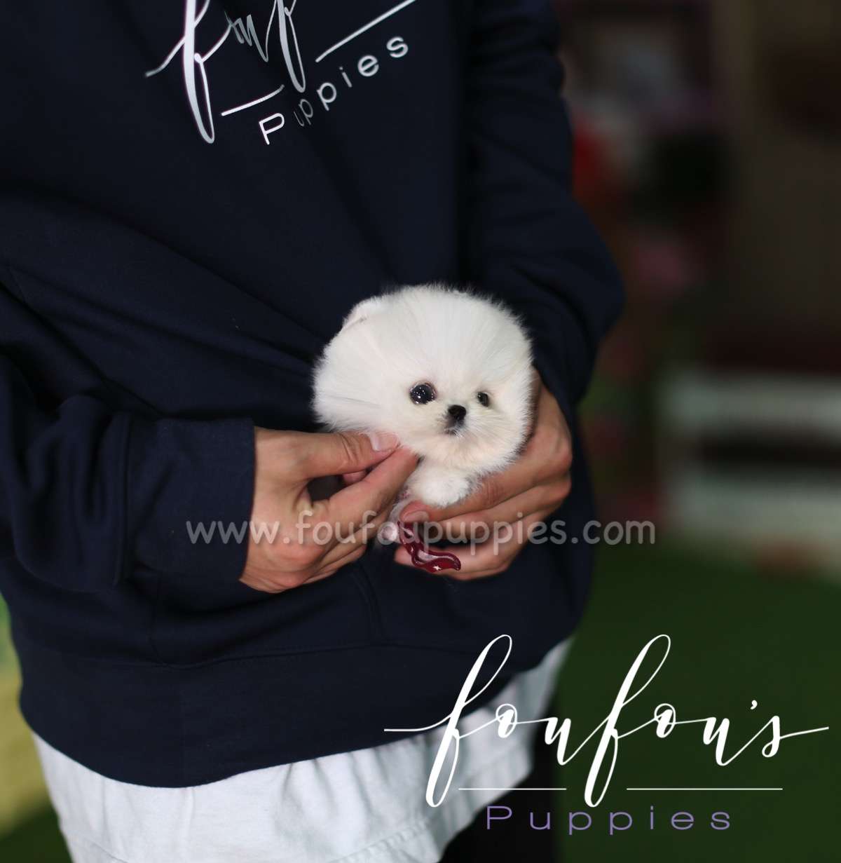 Missy - Pomeranian F.