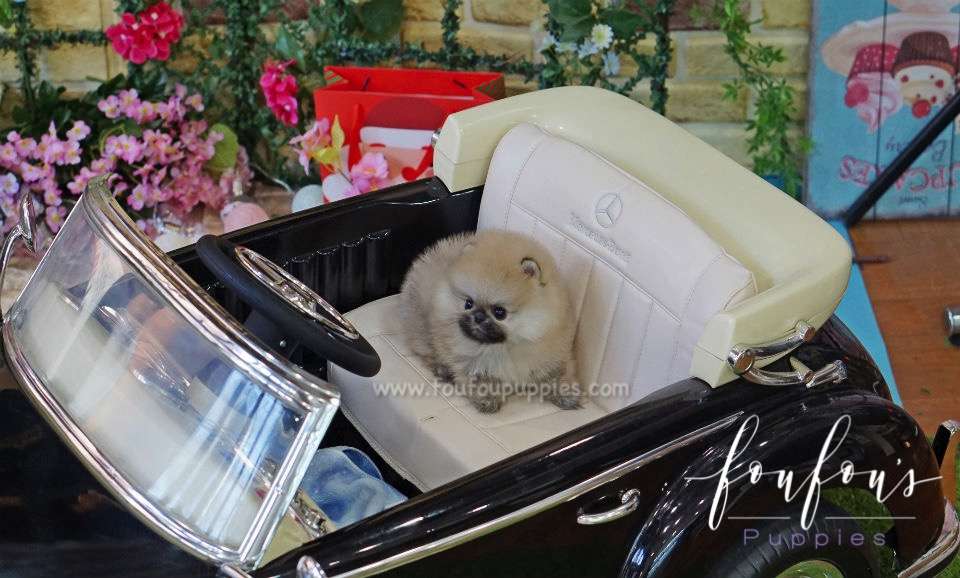 Bubba - Pomeranian M.