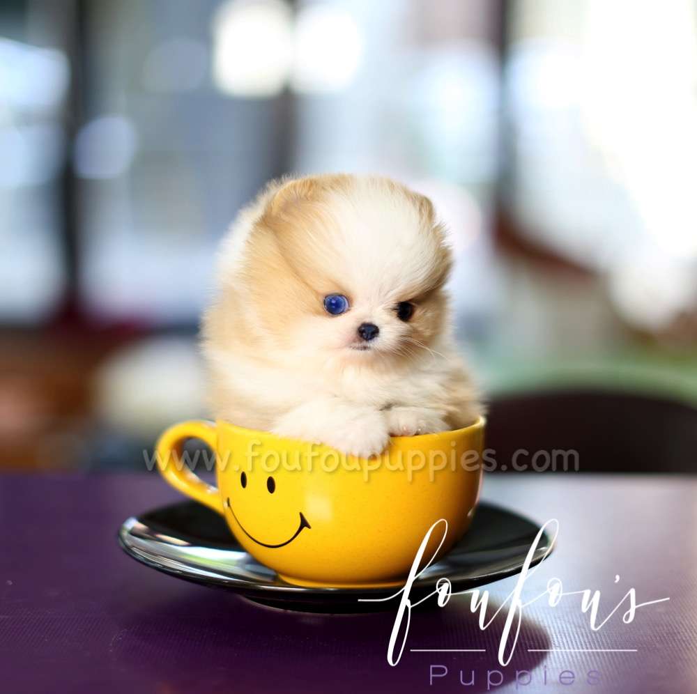 Aurae - Pomeranian F.