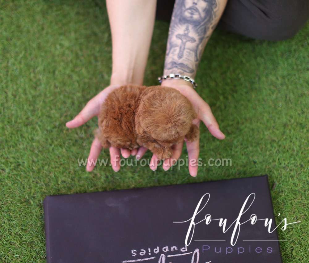 Teddy - Poodle M.