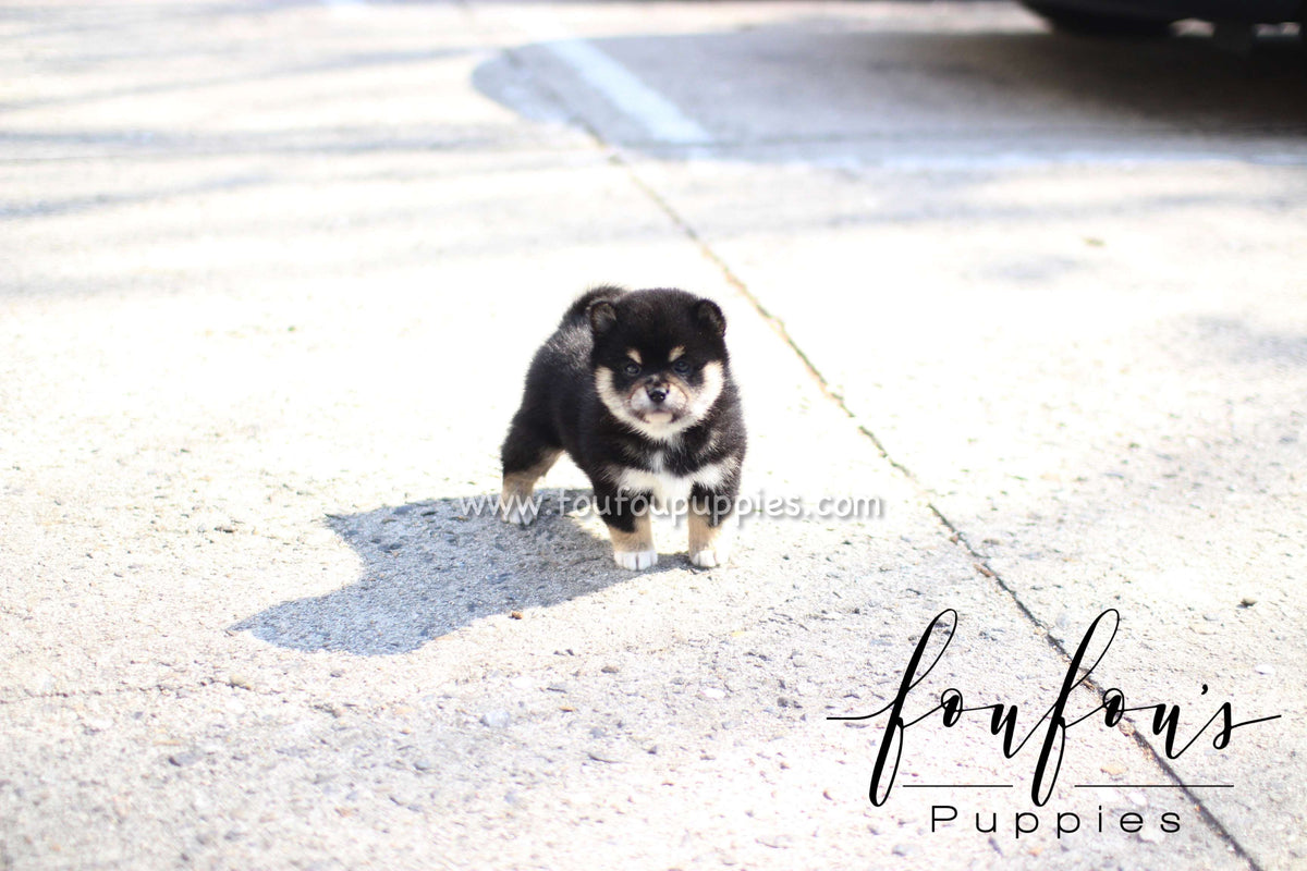 Biggie - Shiba Inu M.