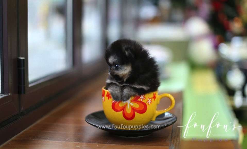 Monet - Pomeranian F.