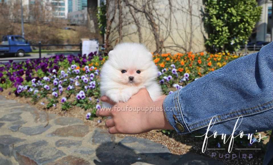 Ace - Pomeranian M.