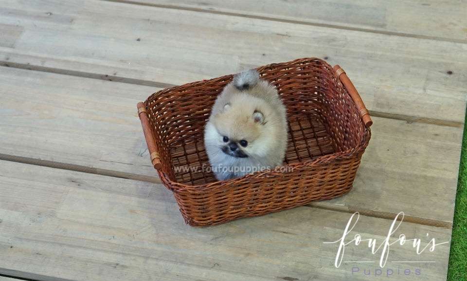 Bubba - Pomeranian M.