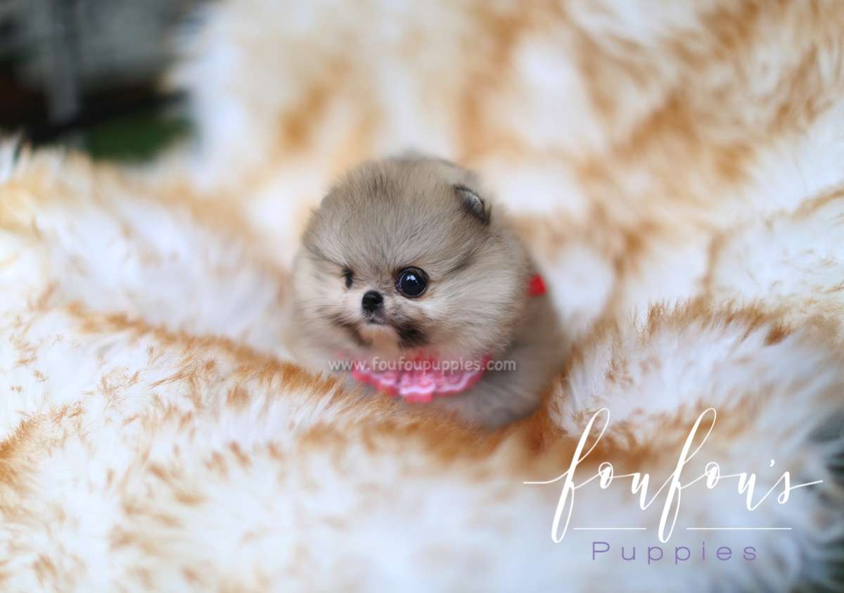Kaia - Pomeranian F.