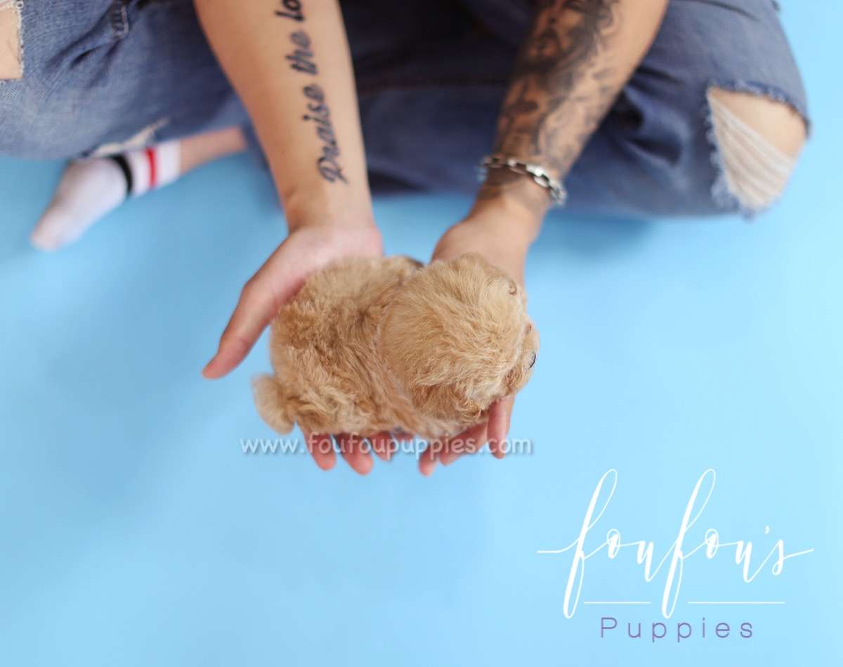 Dolly - Poodle F.