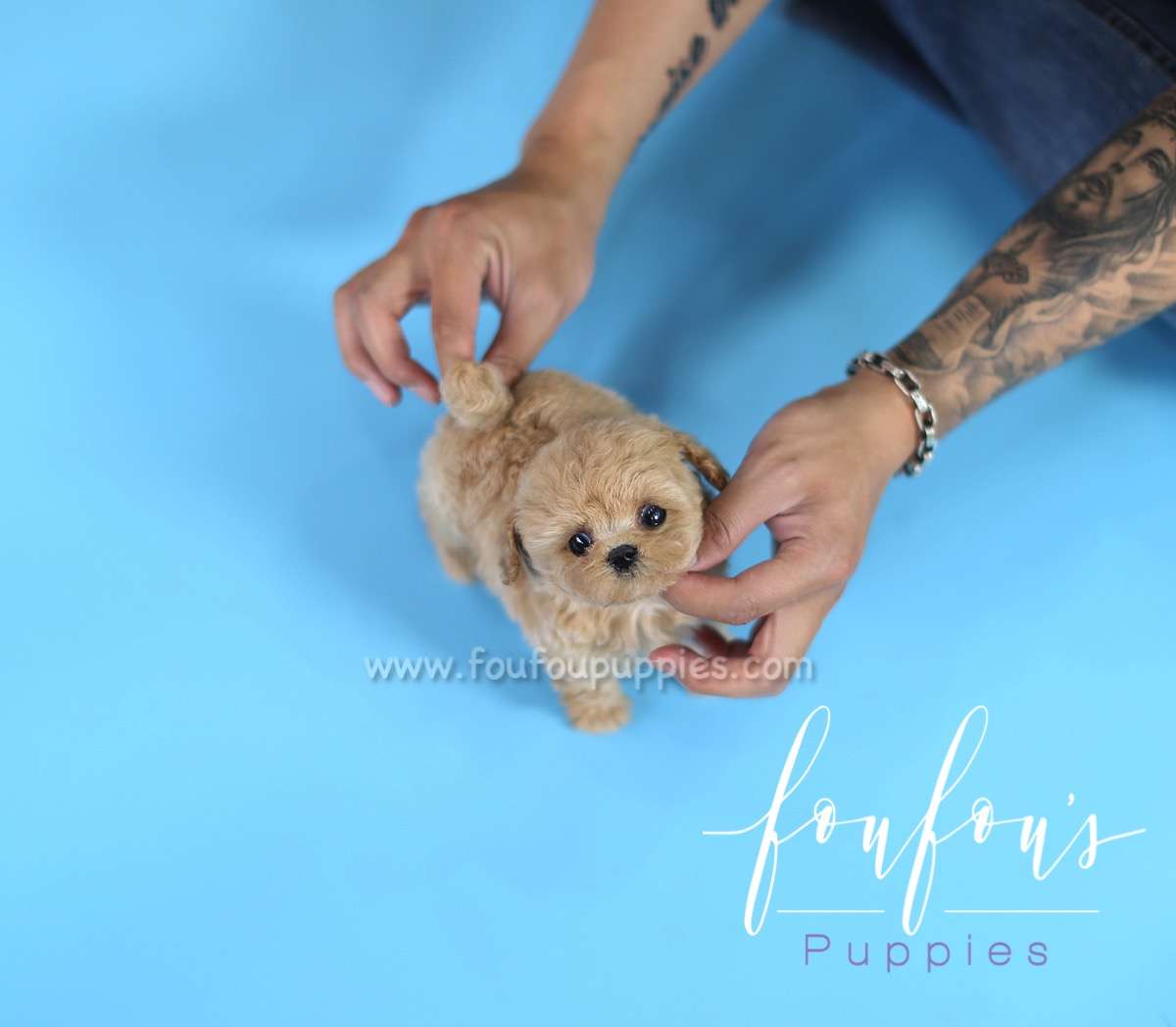 Dolly - Poodle F.