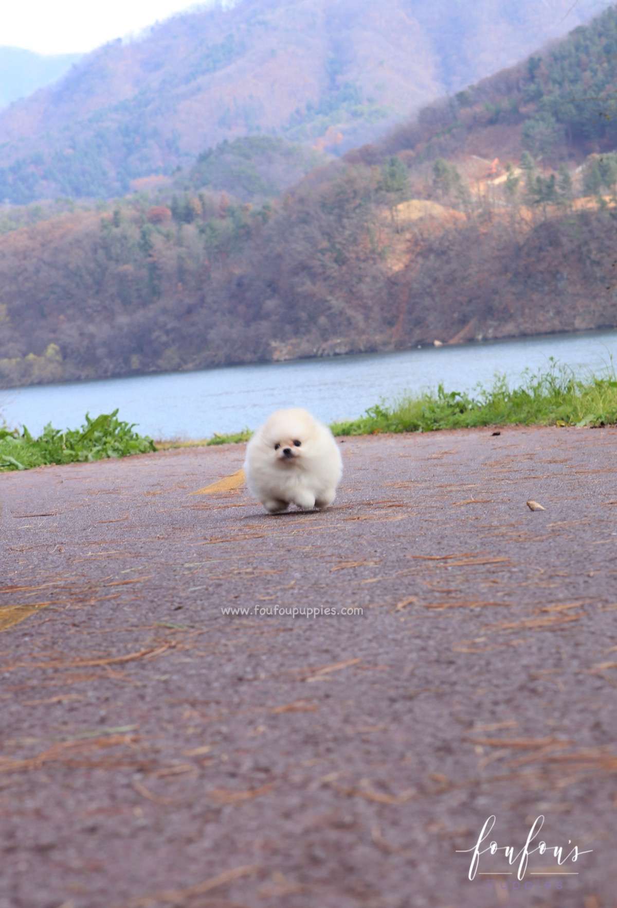 Mistletoe - Pomeranian F.