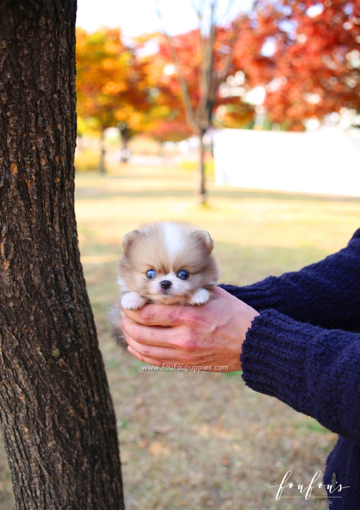 Soleil - Pomeranian F.