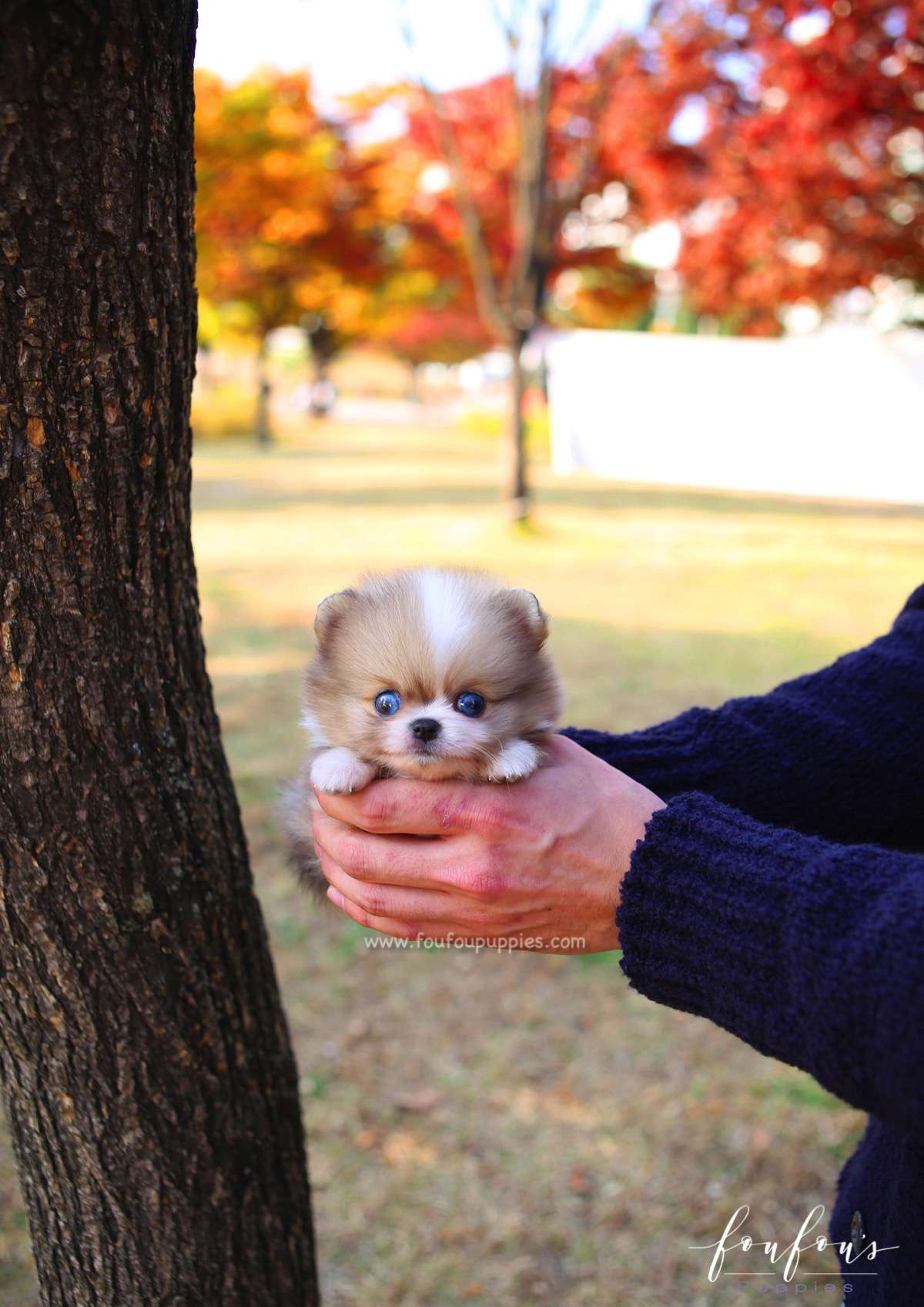 Soleil - Pomeranian F.