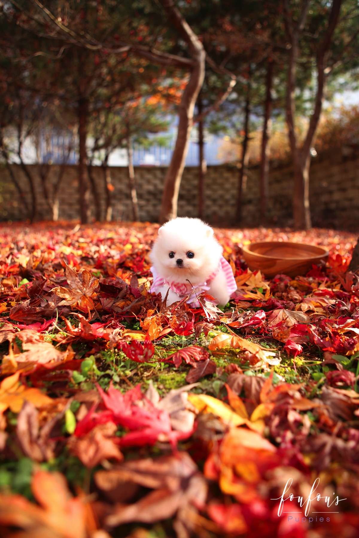 Aspen - Pomeranian F.