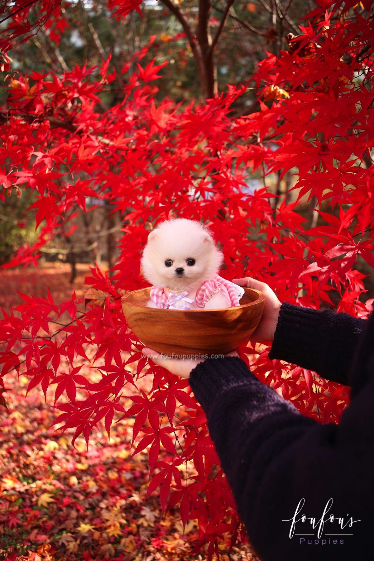 Aspen - Pomeranian F.