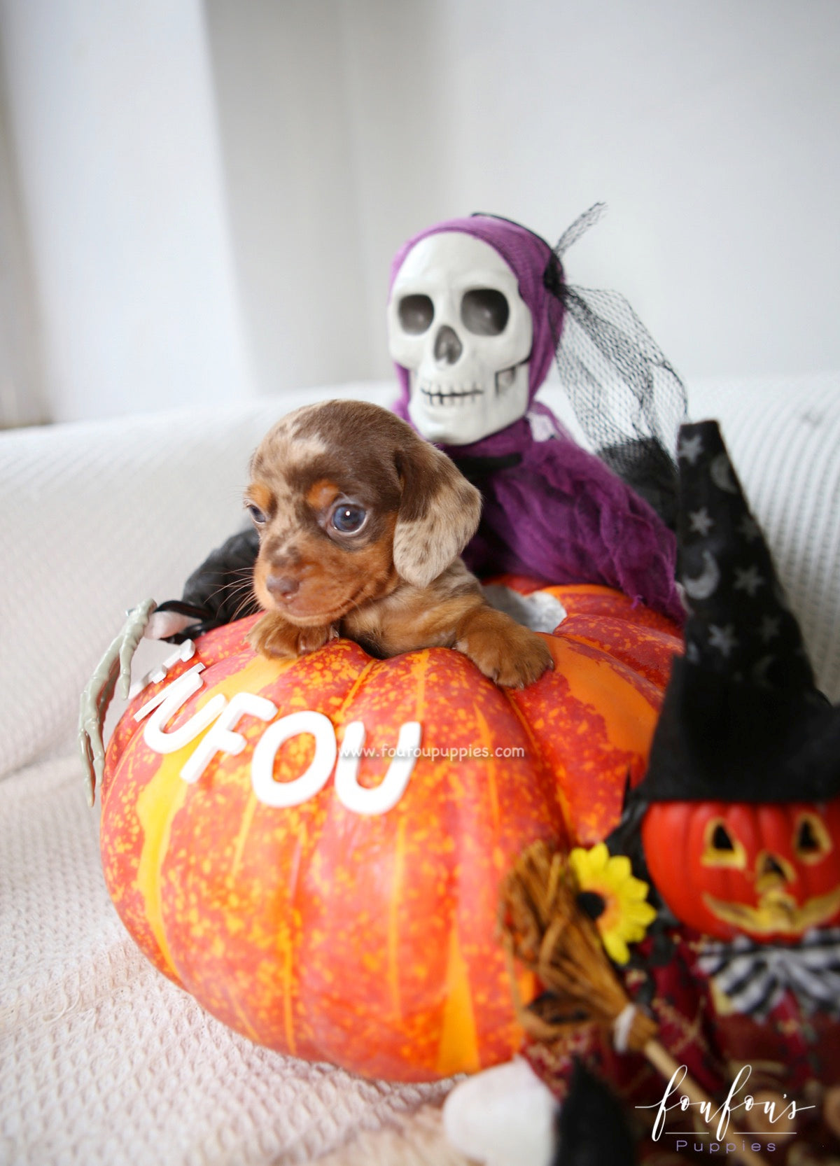 Pogo - Dachsund M.