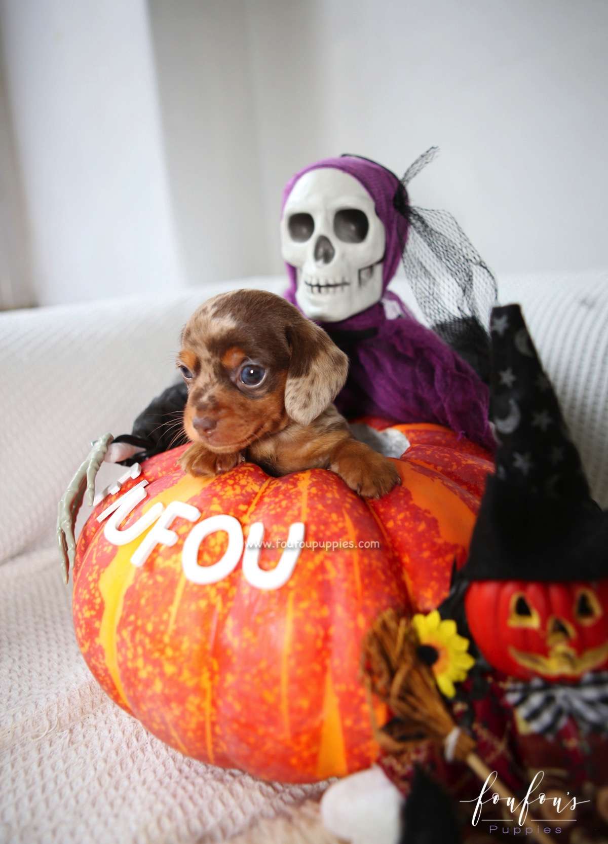 Pogo - Dachsund M.