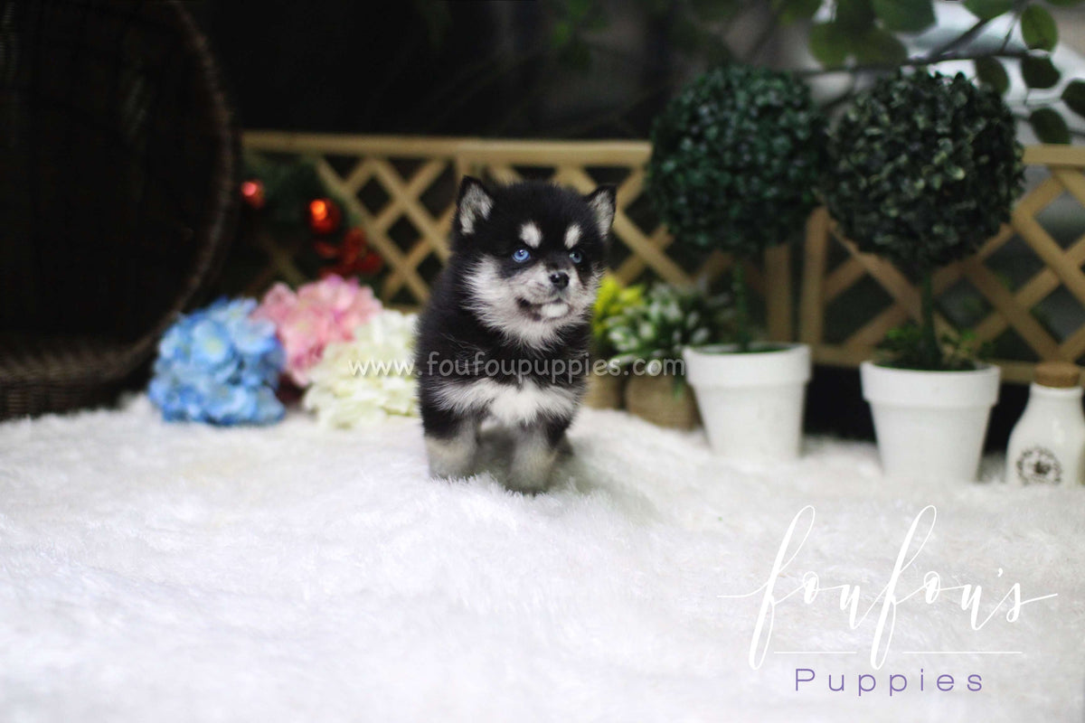 Sapphire - Pomsky F.