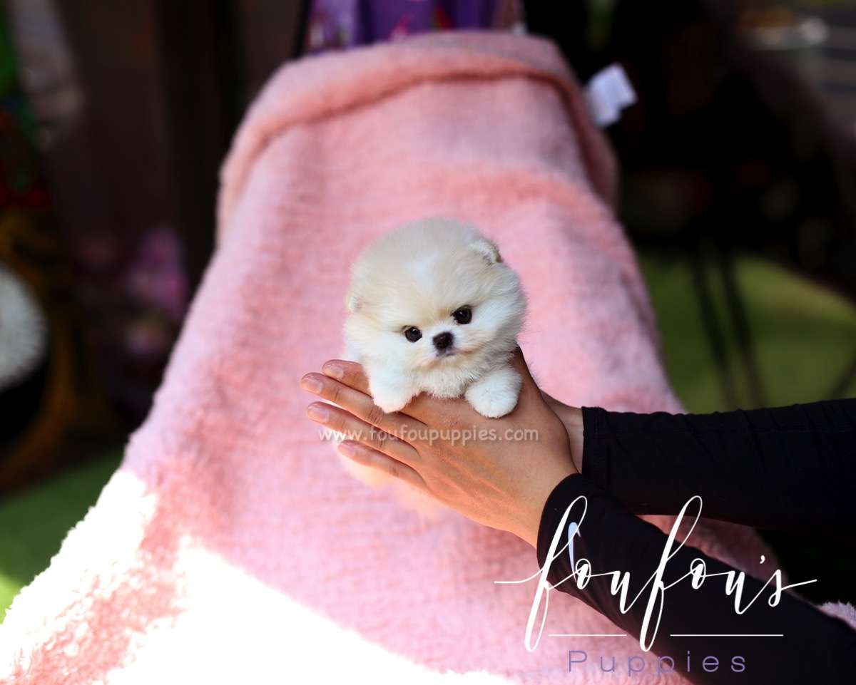 Crème - Pomeranian M