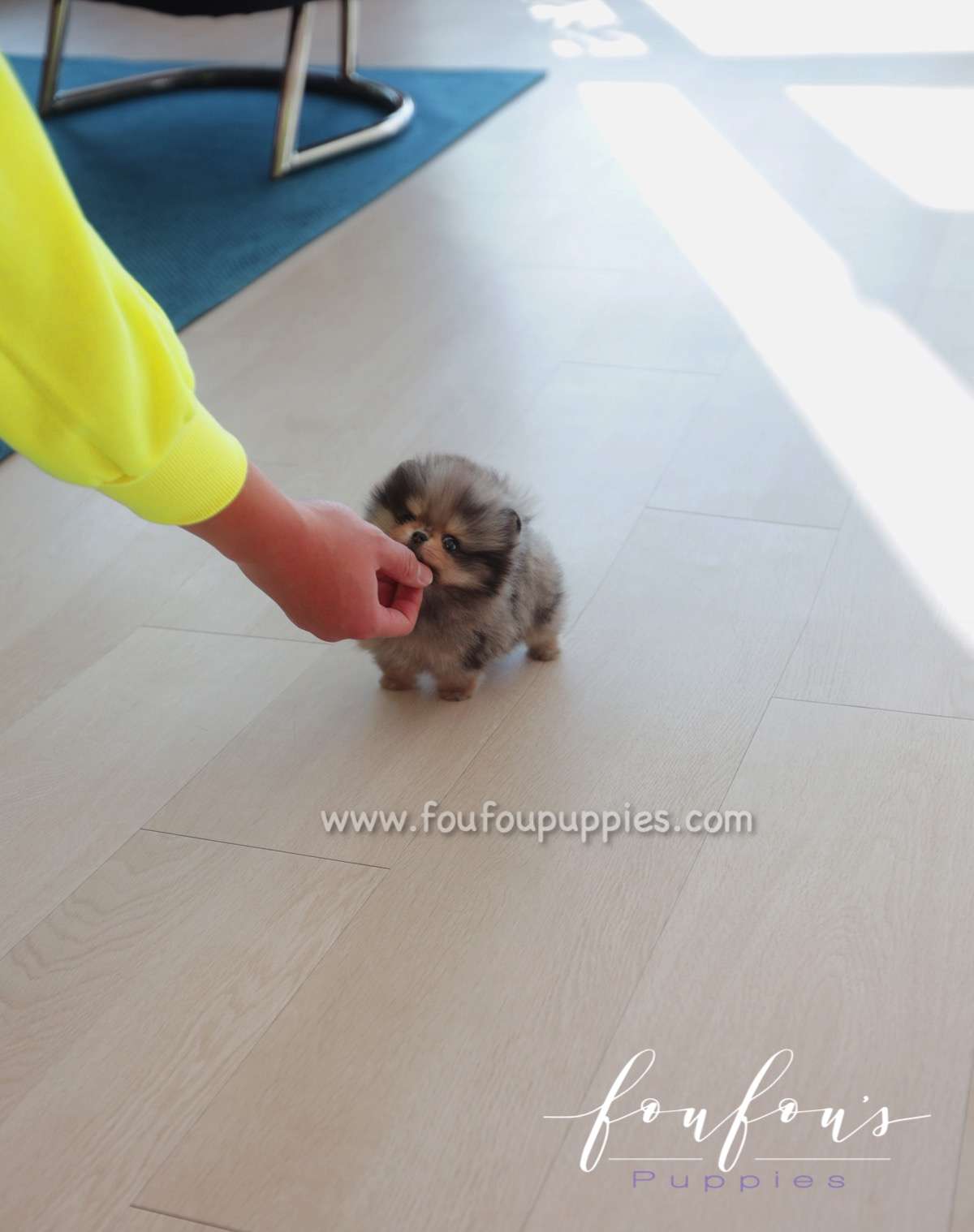 Atom - Pomeranian M.