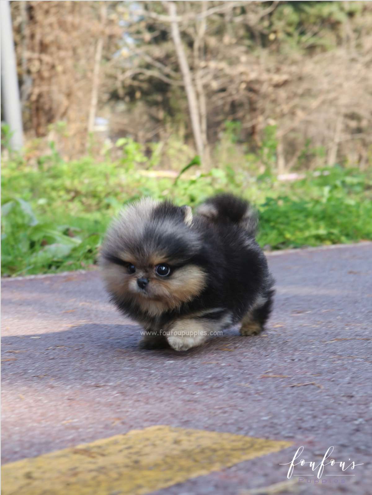 Yeti - Pomeranian M.