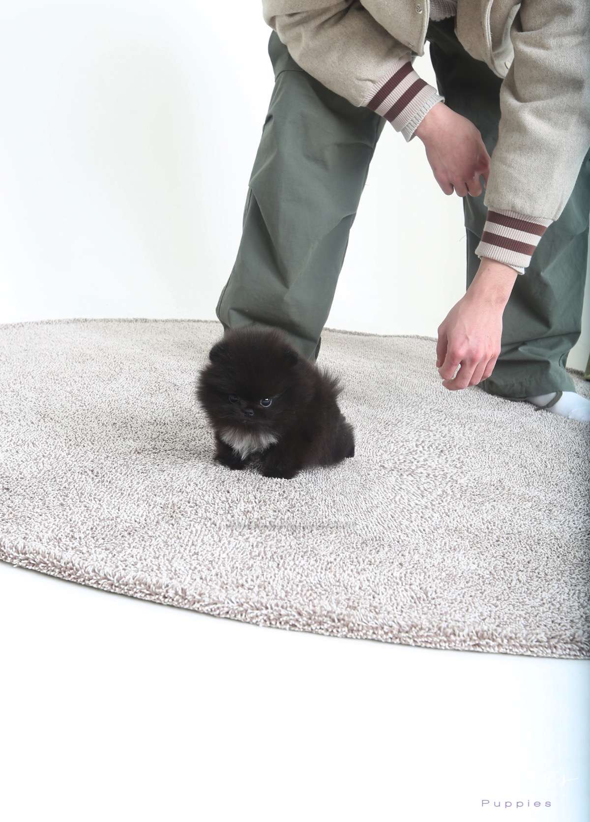 Coralie - Pomeranian F.