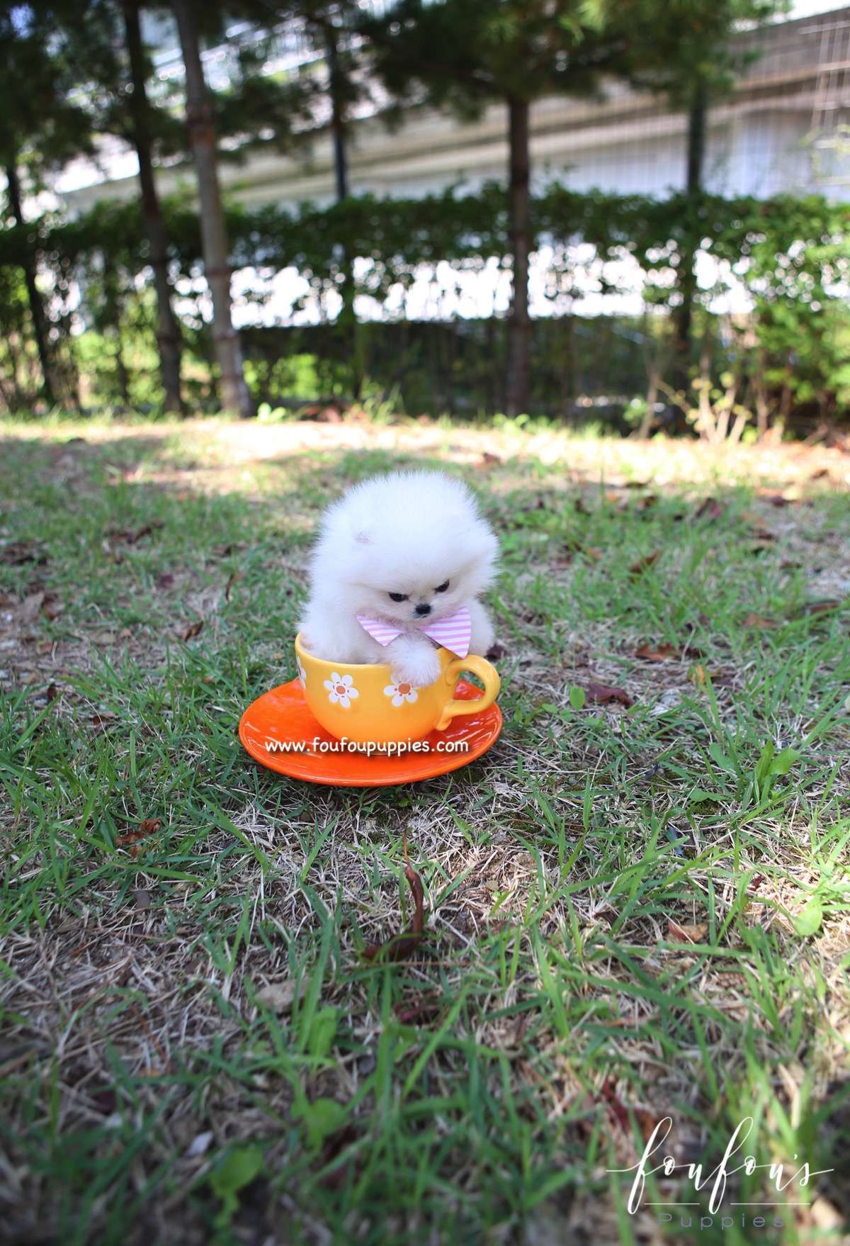 Zaya - Pomeranian F.