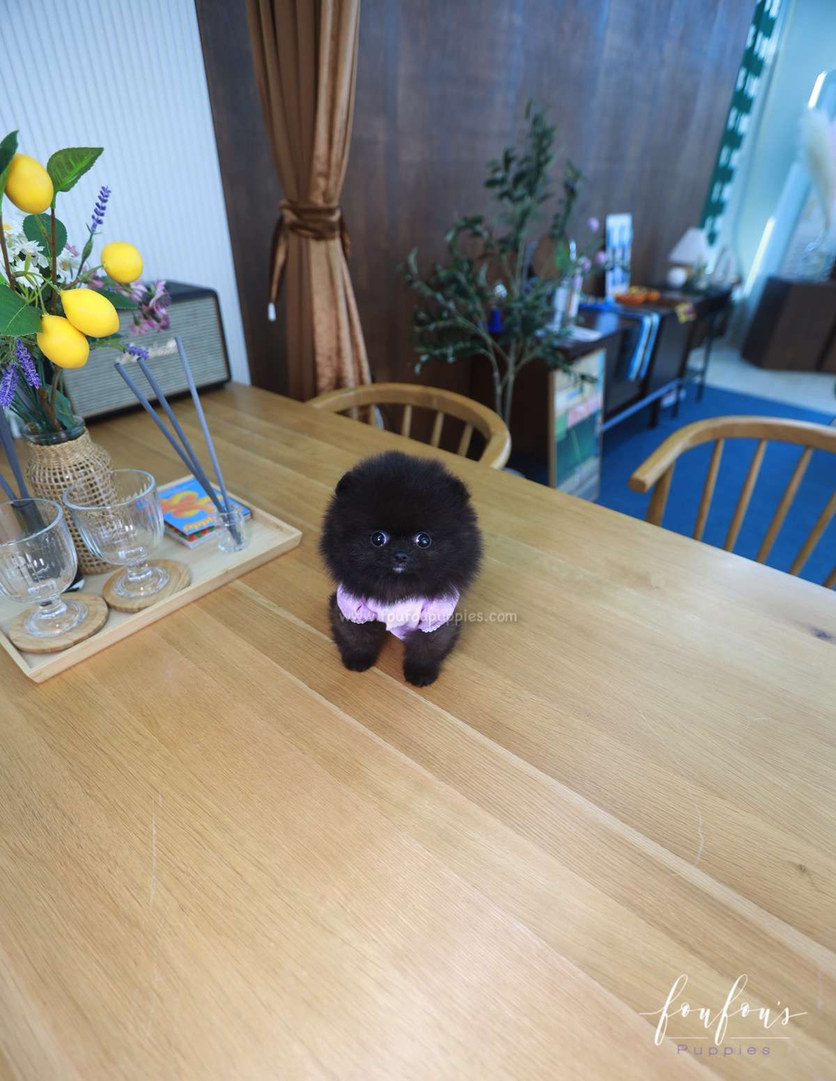 Soiré - Pomeranian M.