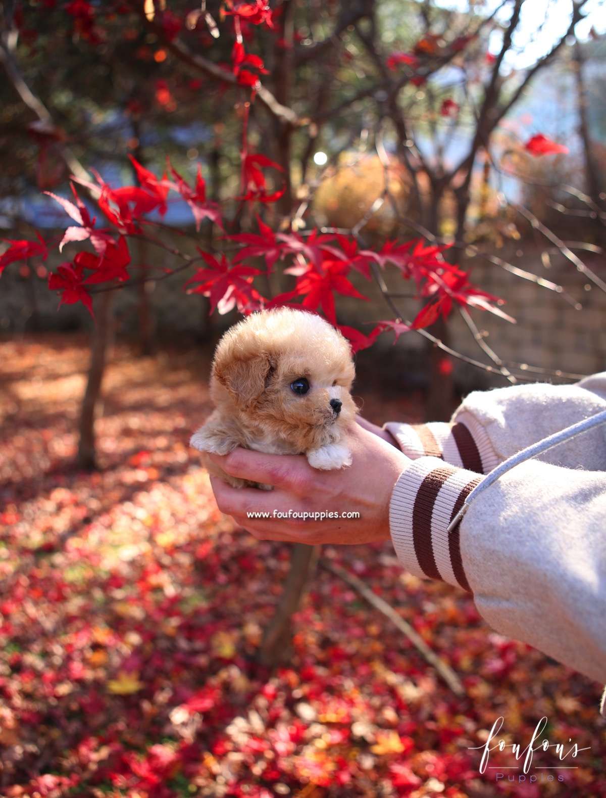 Peanut - Maltipoo M.