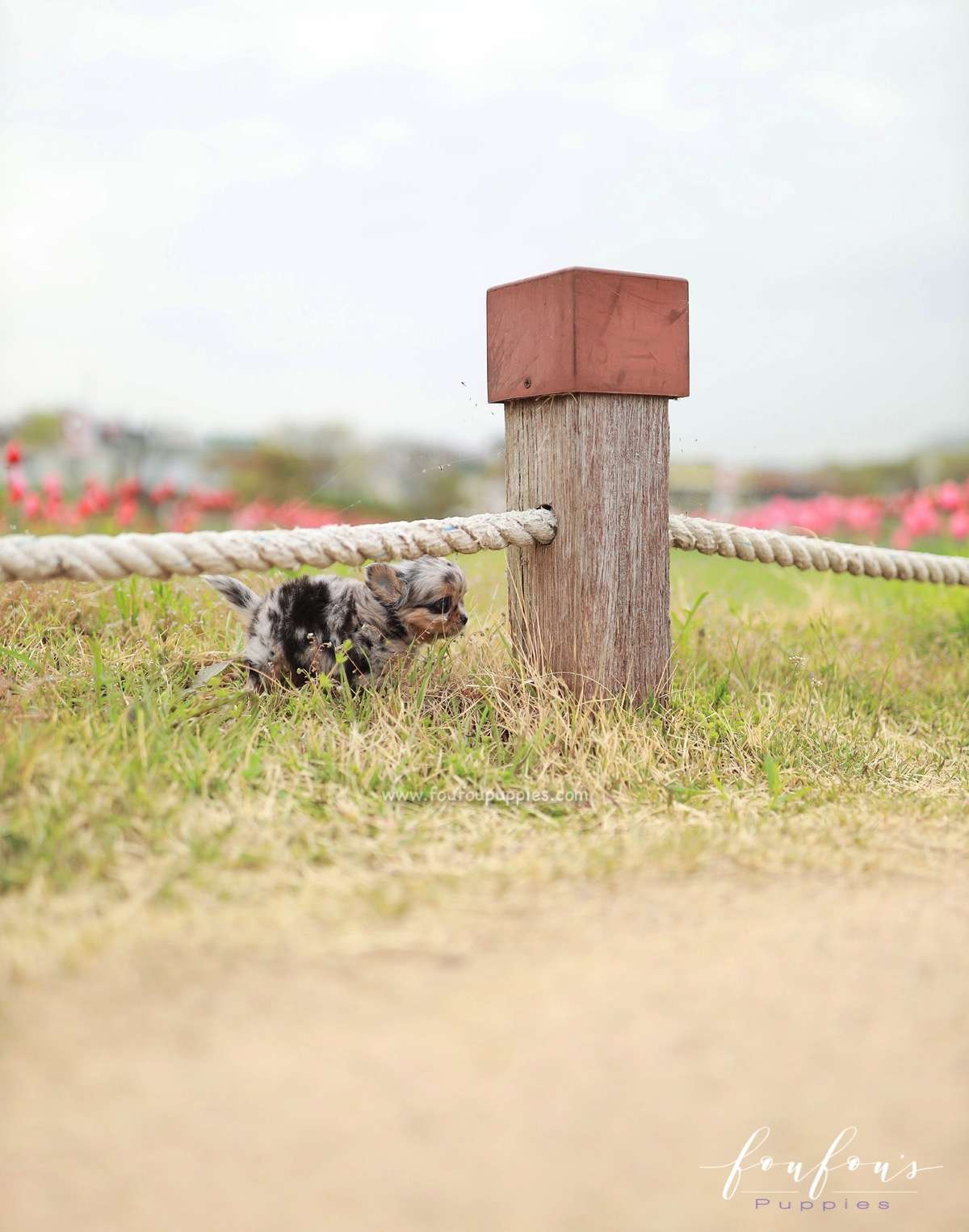 Pinky - Chihuahua M.