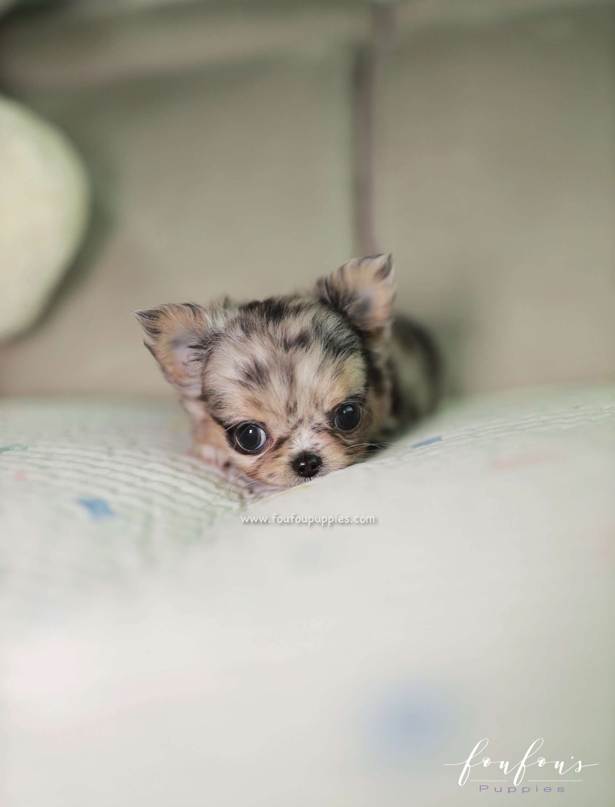 Pinky - Chihuahua M.