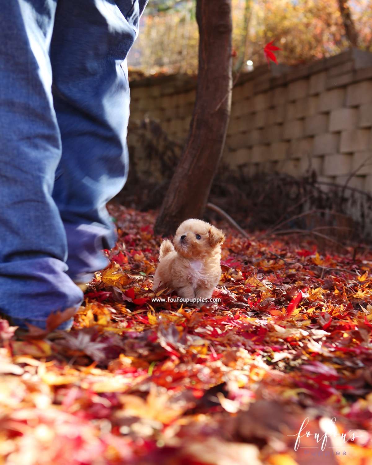Peanut - Maltipoo M.