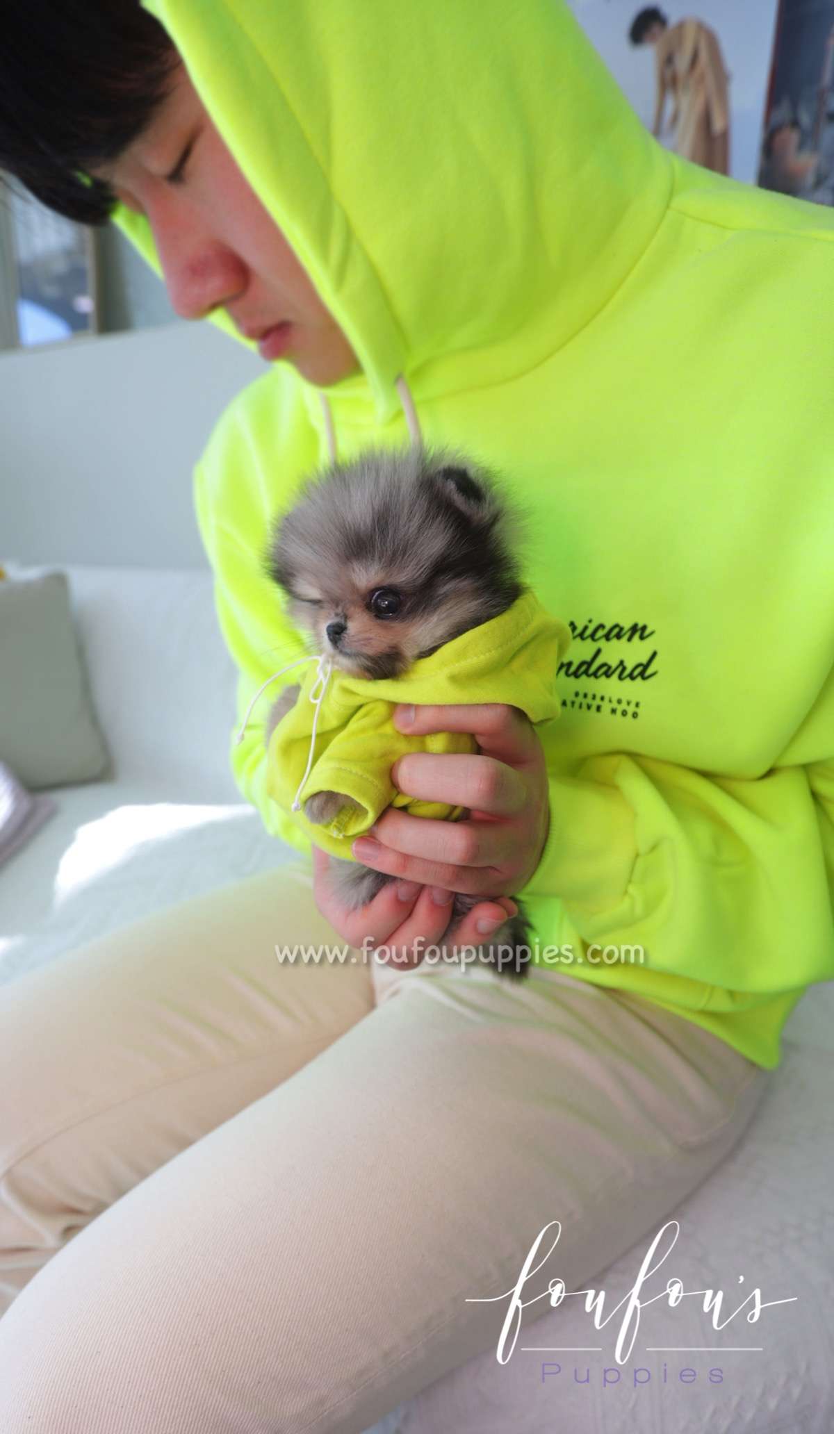 Atom - Pomeranian M.