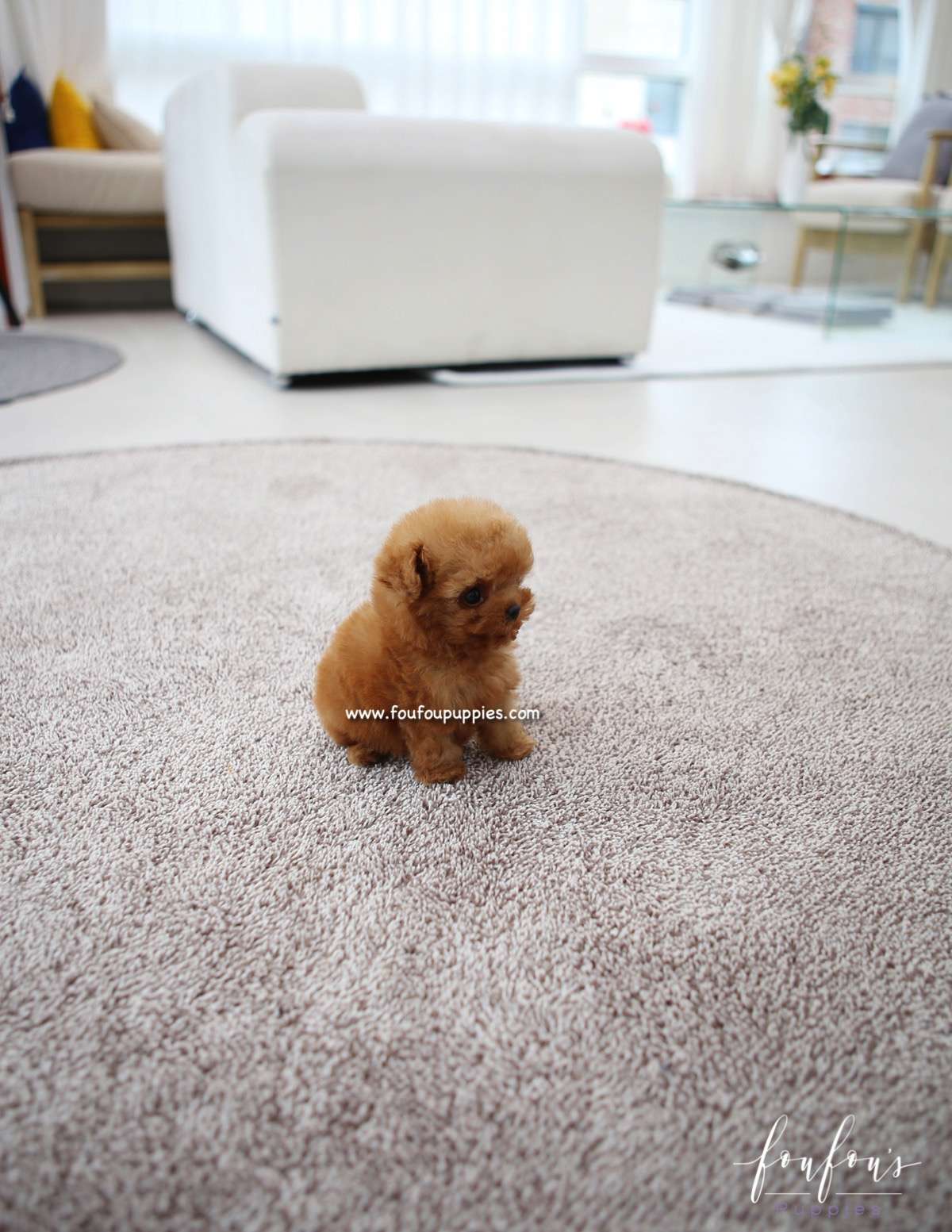 Chloé - Poodle F.